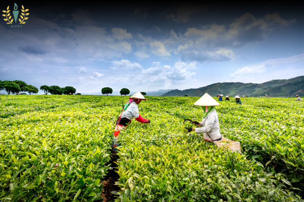 Driving Sustainable Growth in Agriculture – The Vision of Agri Industries Vikas Chamber (AIVC)